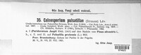 Coleosporium pulsatillae image